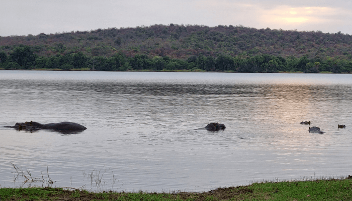 nijlpaarden Rwanda